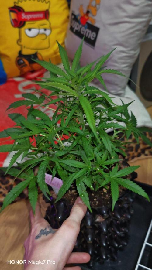 Fat Bannana Auto (Royal Queens Seeds). Week 7