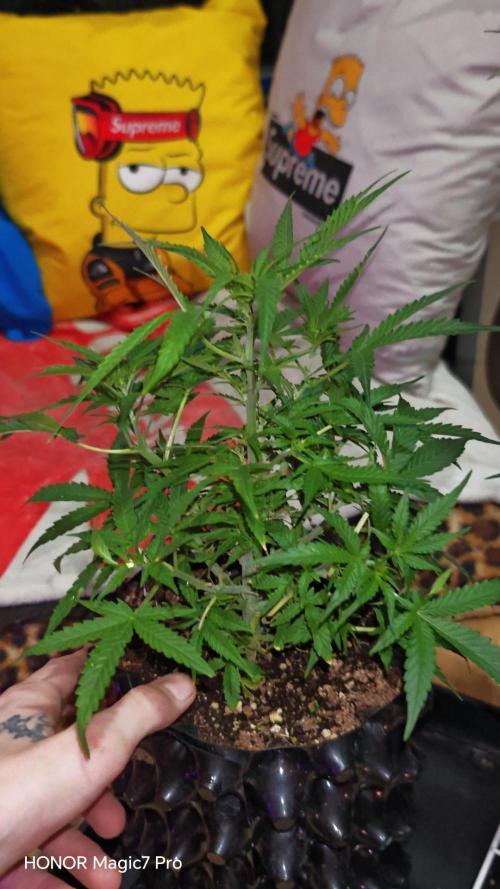 Fat Bannana Auto (Royal Queens Seeds). Week 7