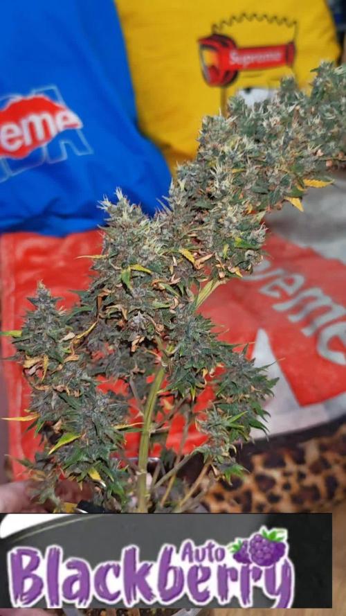 Stealth Grow Schrank