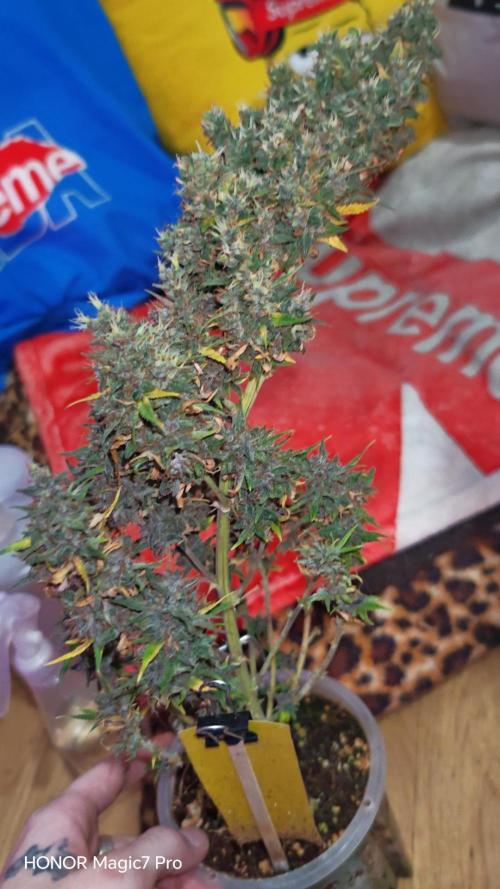 Stealth Grow Schrank. Week 11 - Blackberry 🍇