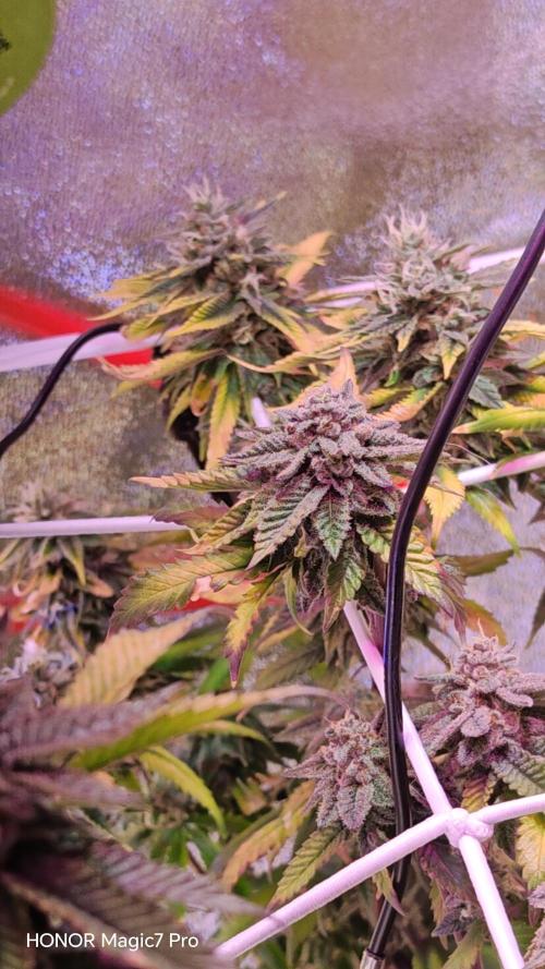 Tropsanto & Die Rote Pille. Week 8