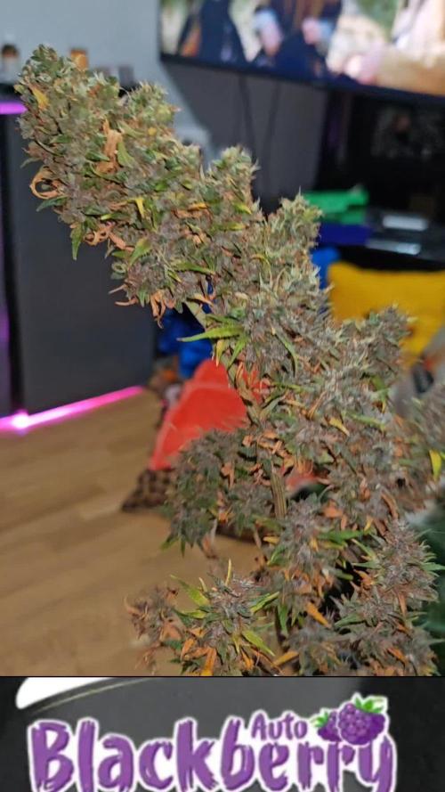 Stealth Grow Schrank