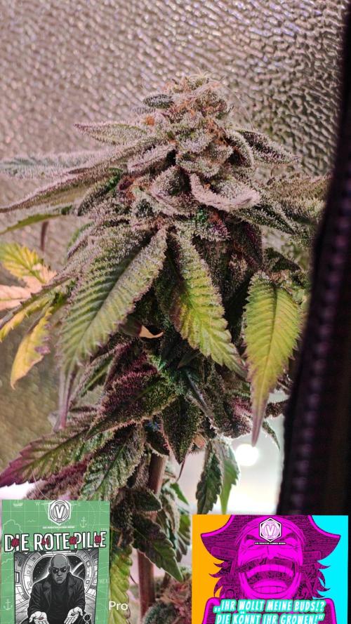 Tropsanto & Die Rote Pille. Week 9