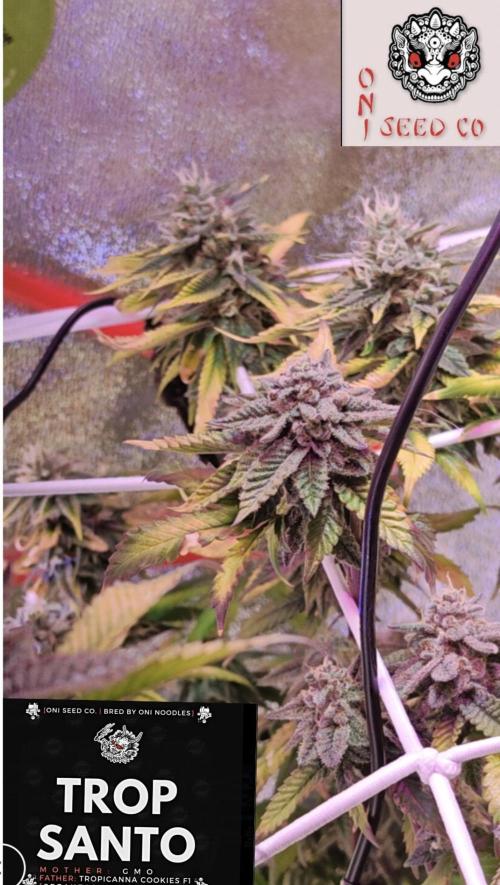 Tropsanto & Die Rote Pille. Week 9