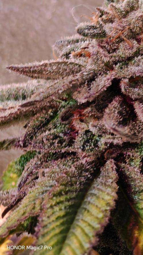 Tropsanto & Die Rote Pille. Week 9