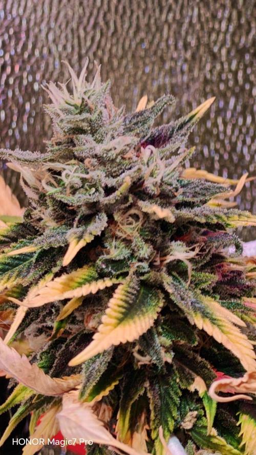 Tropsanto & Die Rote Pille. Week 9