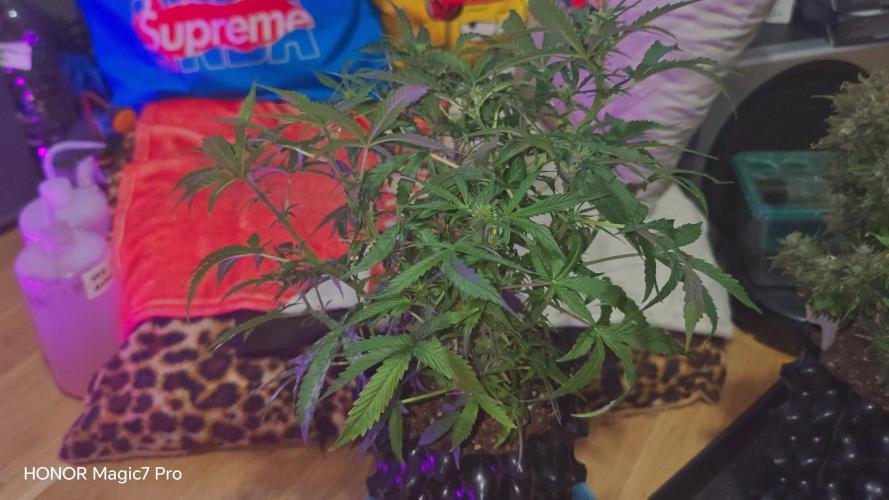 Fat Bannana Auto (Royal Queens Seeds). Week 8