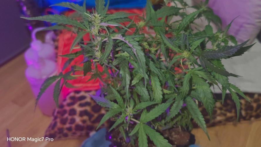 Fat Bannana Auto (Royal Queens Seeds). Week 8