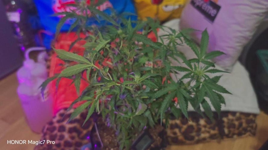 Fat Bannana Auto (Royal Queens Seeds). Week 8
