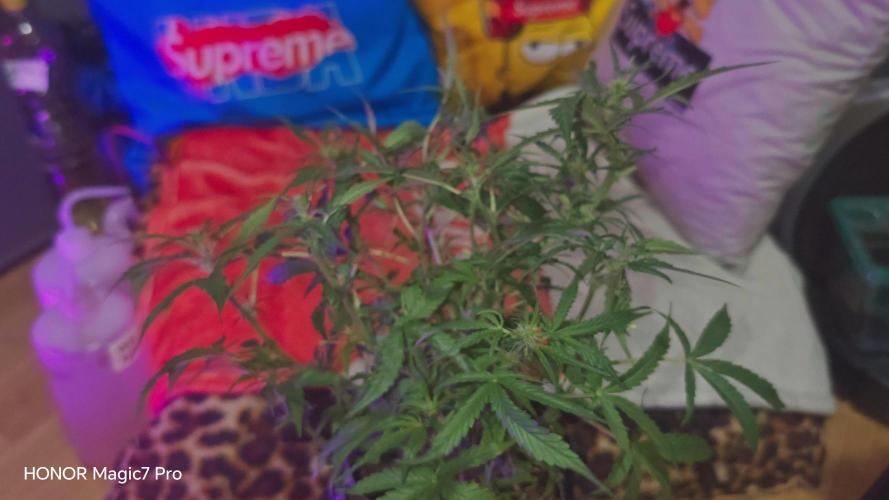 Fat Banana Automatic. Week 8