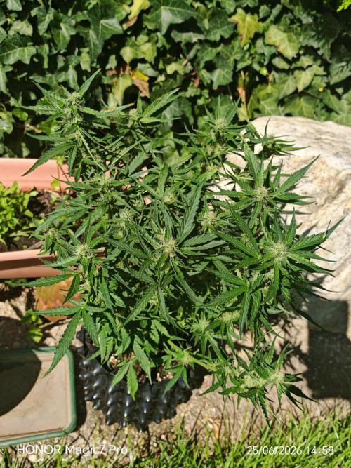 Fat Bannana Auto (Royal Queens Seeds). Week 9