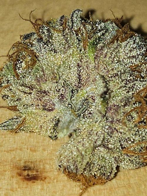 Tropsanto & Die Rote Pille. Week 10 - 🤤