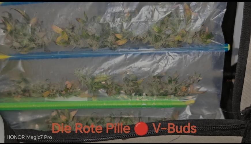 Tropsanto & Die Rote Pille. Week 10 - Die Rote Pille 🔴 V-Buds 