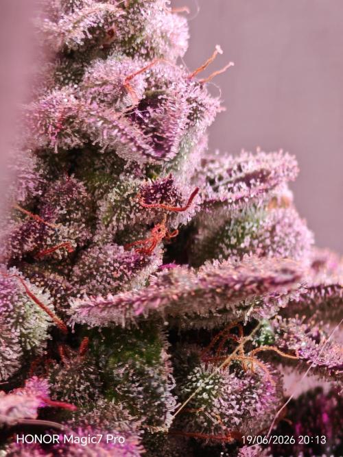 Tropsanto & Die Rote Pille. Week 10 - 🤤