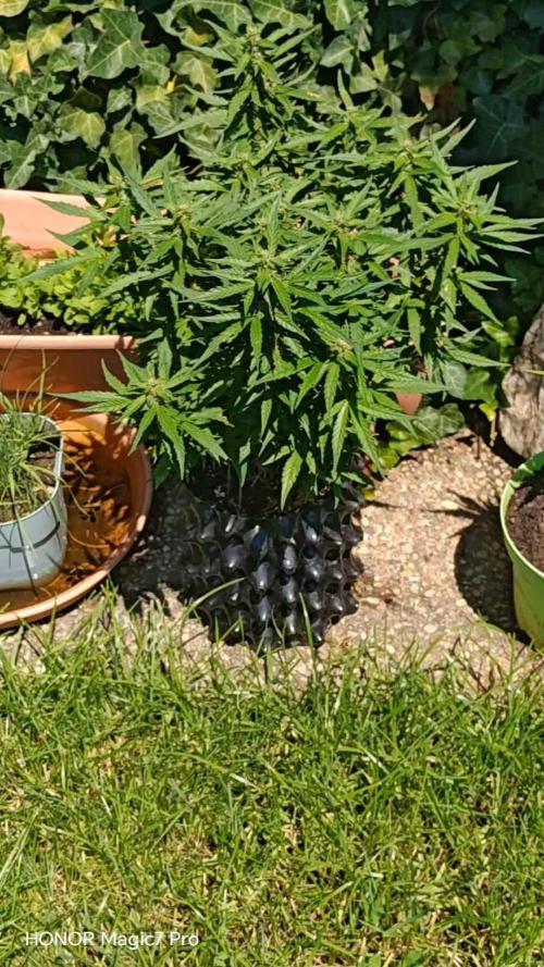 Fat Bannana Auto (Royal Queens Seeds)