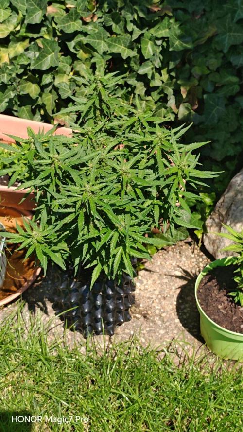Fat Bannana Auto (Royal Queens Seeds). Week 10