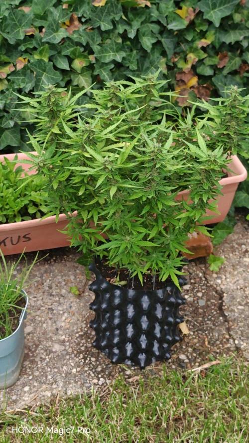Fat Bannana Auto (Royal Queens Seeds). Week 11