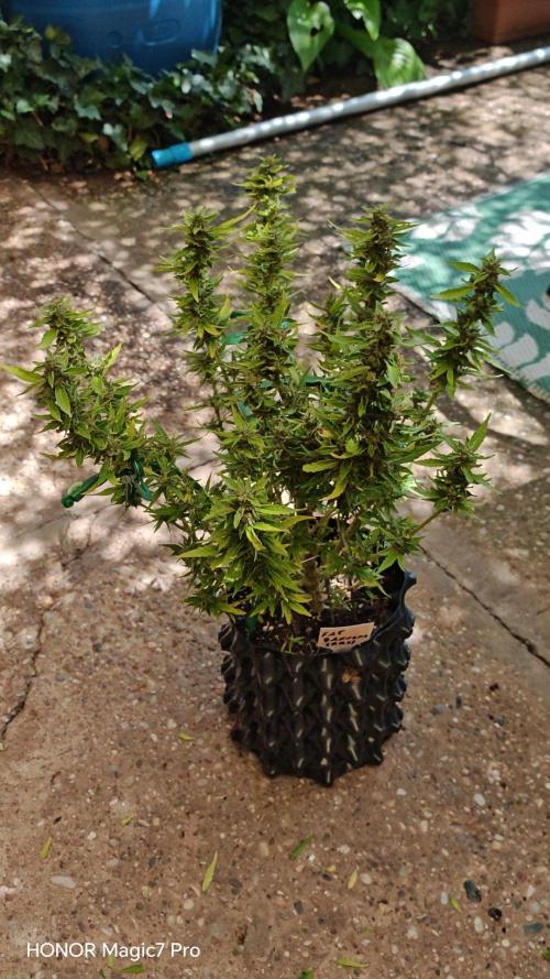 Fat Bannana Auto (Royal Queens Seeds). Week 12