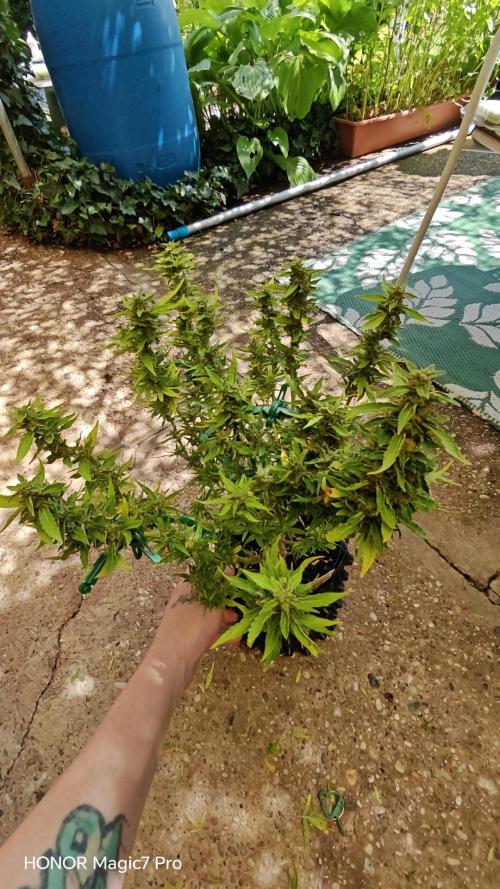 Fat Bannana Auto (Royal Queens Seeds). Week 12