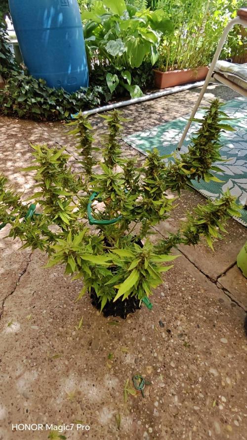 Fat Bannana Auto (Royal Queens Seeds). Week 12