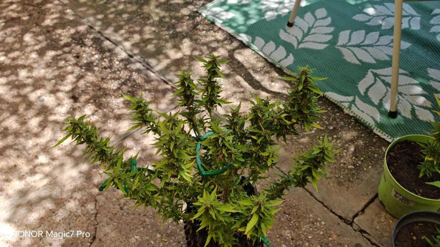 Fat Bannana Auto (Royal Queens Seeds). Week 12