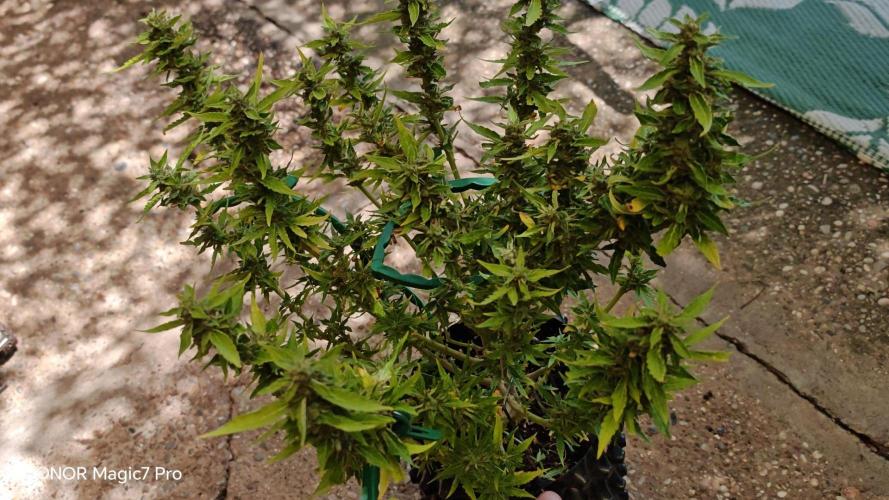 Fat Bannana Auto (Royal Queens Seeds). Week 12