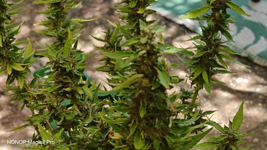 Fat Bannana Auto (Royal Queens Seeds). Week 12
