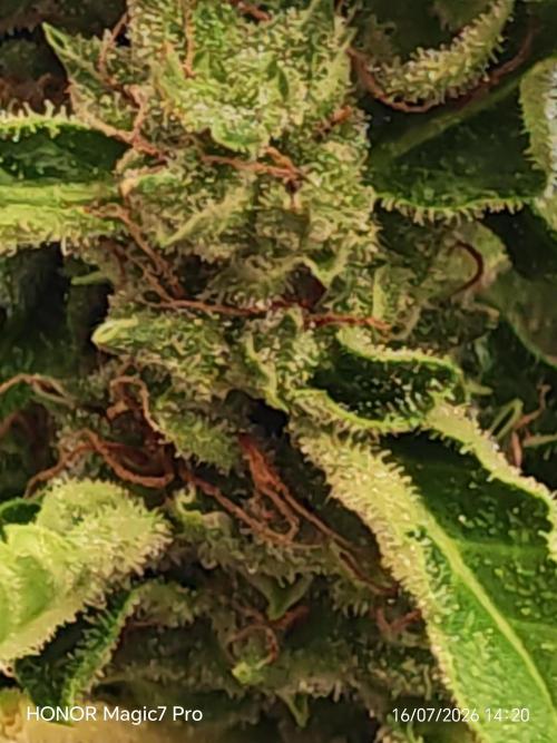Fat Bannana Auto (Royal Queens Seeds). Week 12