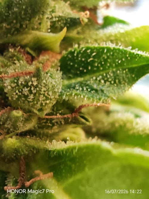 Fat Bannana Auto (Royal Queens Seeds). Week 12