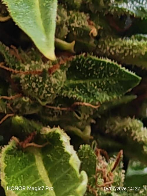 Fat Bannana Auto (Royal Queens Seeds). Week 12