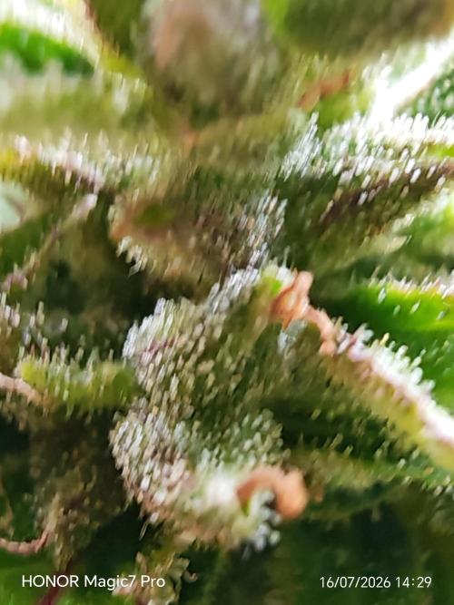 Fat Bannana Auto (Royal Queens Seeds). Week 12