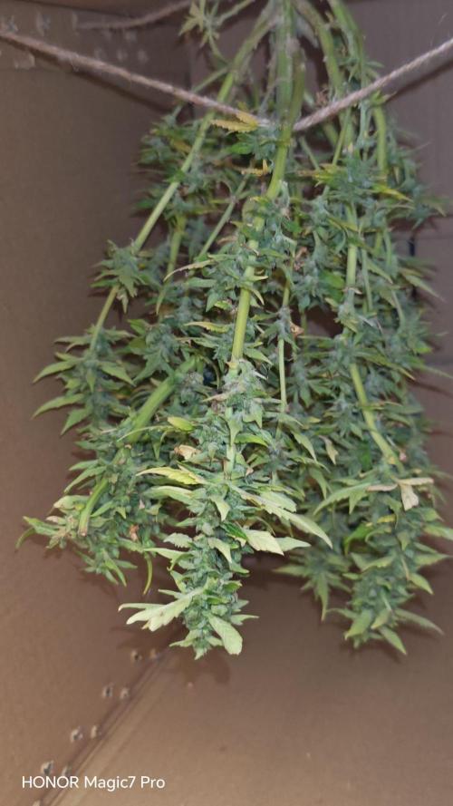 Fat Banana Automatic. Week 13