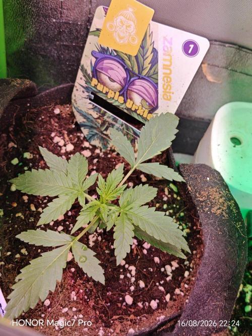 Zelt ⛺. Week 1 - Purple Urkle Auto (Zamnesia)