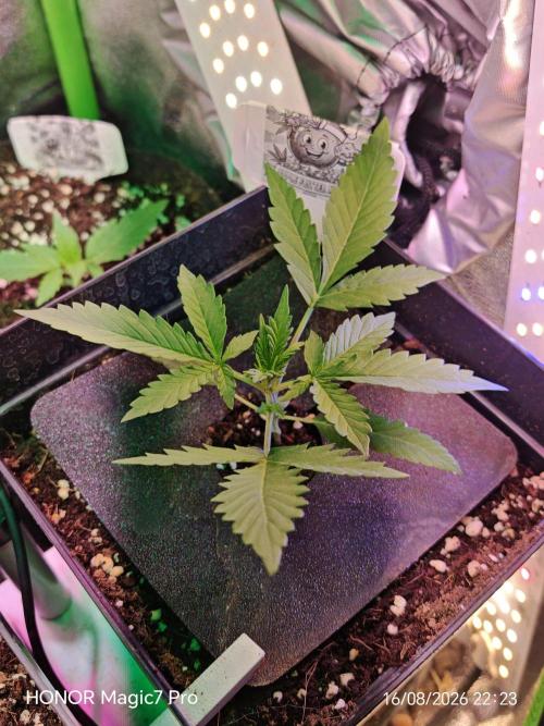 Zelt ⛺. Week 1 - 🍎 Apple Fritter Auto 
(1€ Samen von hanfsamen.at)