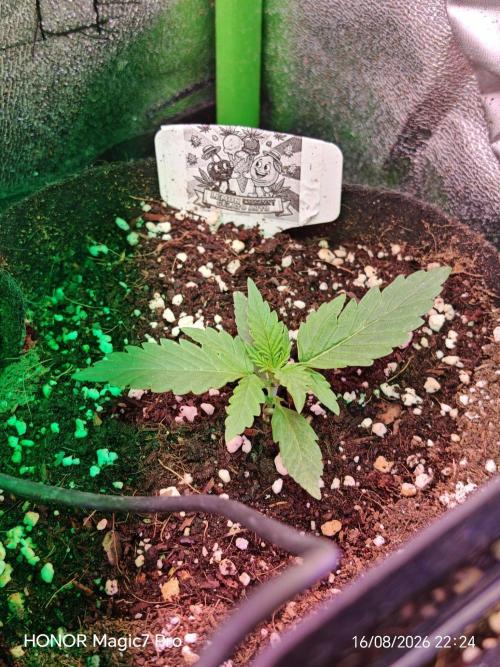 Zelt ⛺. Week 1 - 🍋 Lemon 🍒 Cherry 🍦 Gelato Auto 
(1€ Samen von Hanfsamen.at)