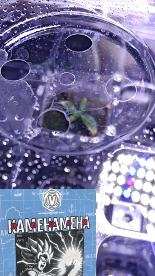 Stealth Micro Grow Schrank
