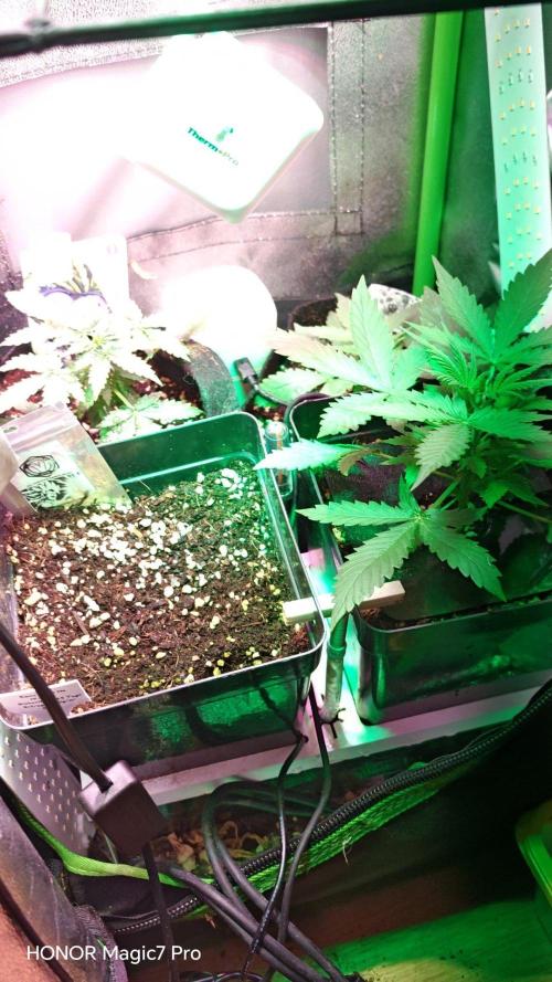 Zelt ⛺. Week 2 - 🍎 Apple Fritter Auto 
(1€ Samen von Hanfsamen.at)