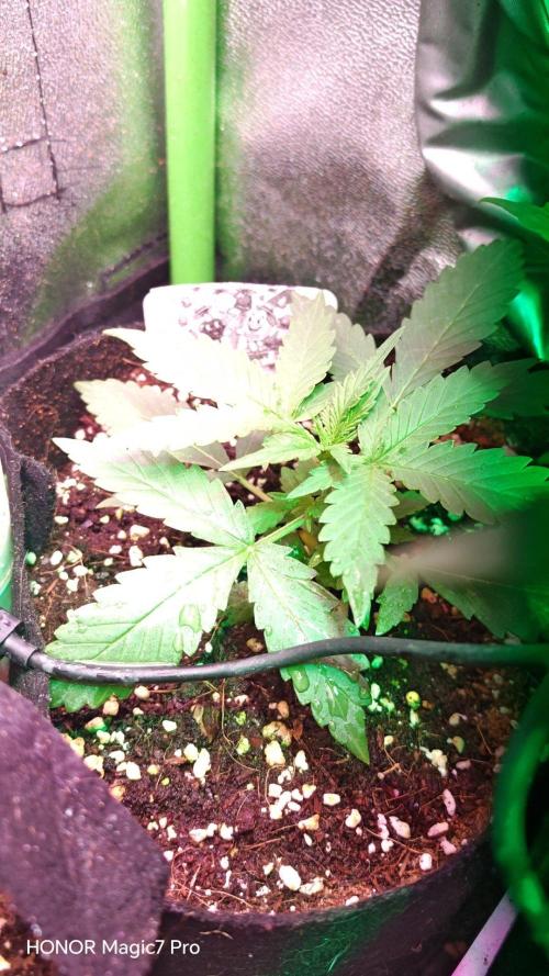 Zelt ⛺. Week 2 - Purple Urkle 