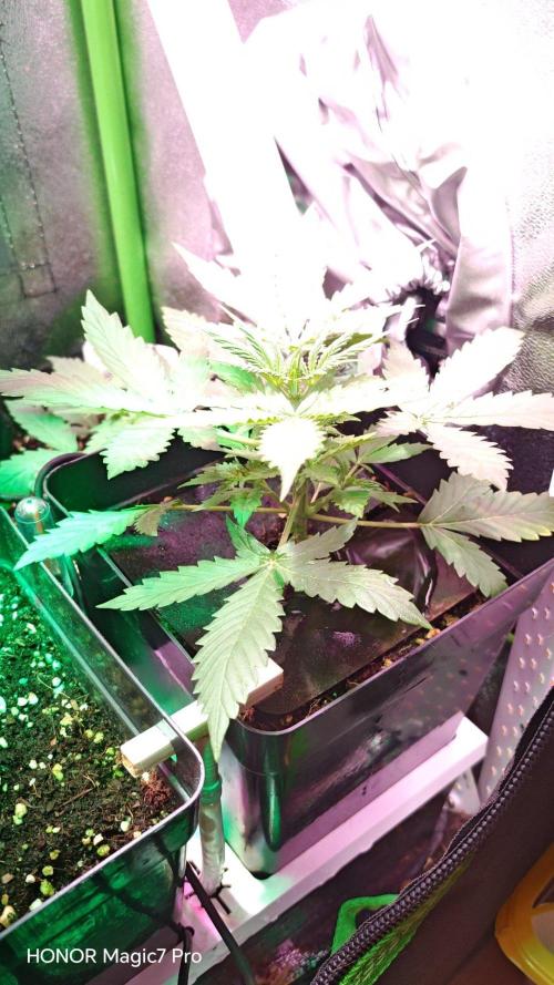 Zelt ⛺. Week 2 - 🍎 Apple Fritter Auto 
(1€ Samen von Hanfsamen.at)