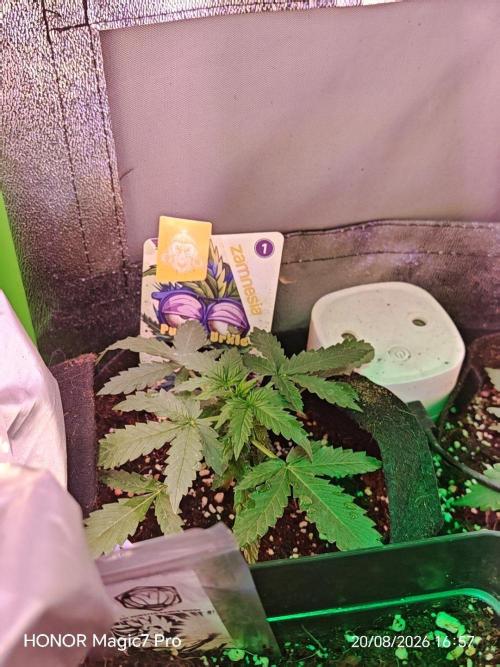 Zelt ⛺. Week 2 - Purple Urkle Auto 
(Zamnesia)