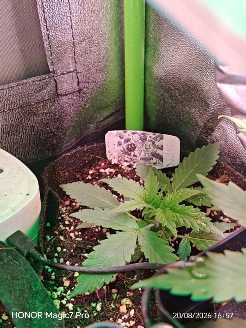 Zelt ⛺. Week 2 - 🍋 Lemon 🍒 Cherry 🍦 Gelato Auto 
(1€ Samen von Hanfsamen.at)