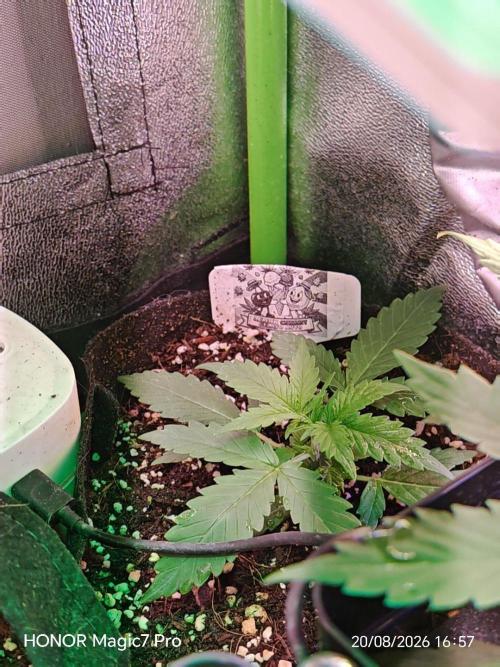Zelt ⛺. Week 2 - 🍋 Lemon 🍒 Cherry 🍦 Gelato Auto 
(1€ Samen von Hanfsamen.at)