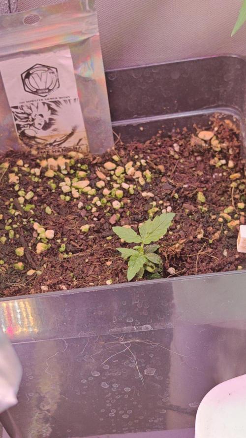 Stealth Micro Grow Schrank. Week 1