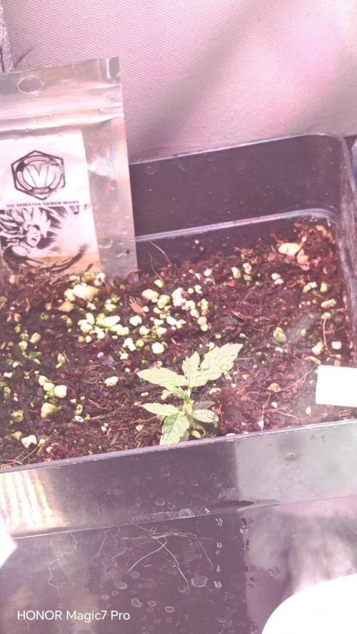 Stealth Micro Grow Schrank. Week 2