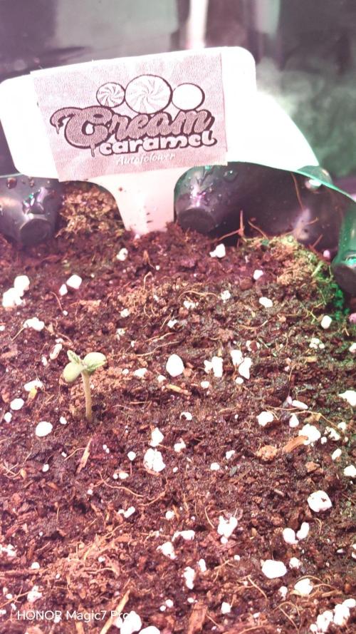 Stealth Micro Grow Schrank. Week 2