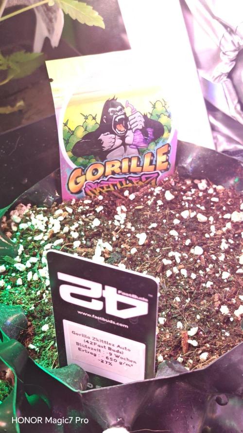Stealth Micro Grow Schrank. Week 2