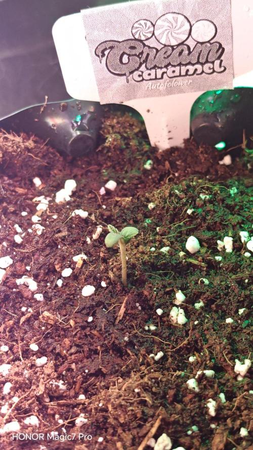 Stealth Micro Grow Schrank. Week 2