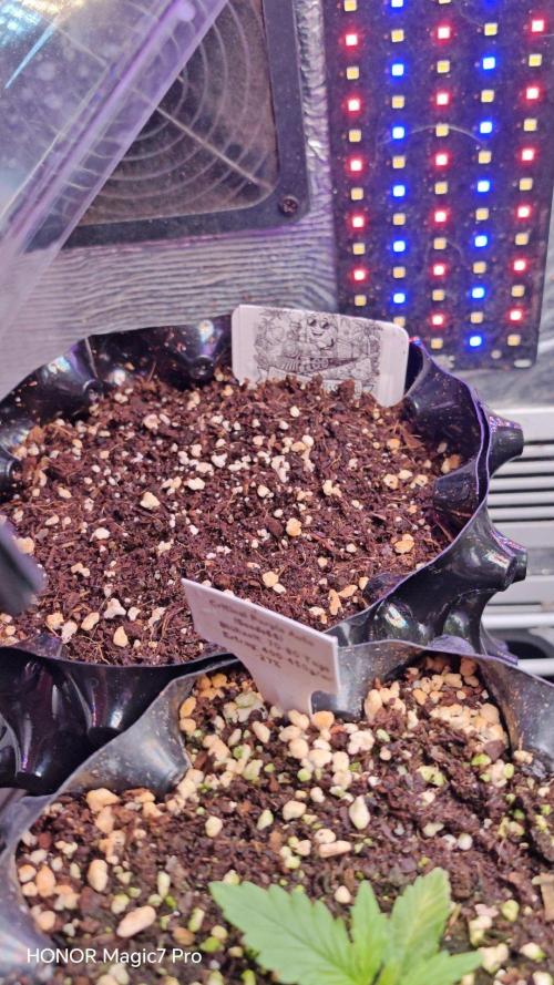 Stealth Micro Grow Schrank. Week 2