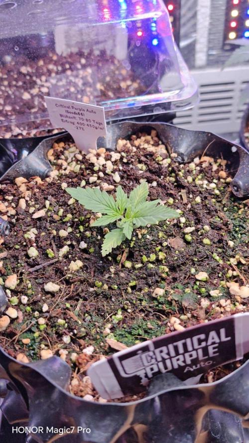 Stealth Micro Grow Schrank. Week 2