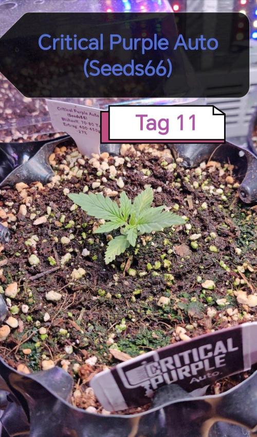 Stealth Micro Grow Schrank. Week 2